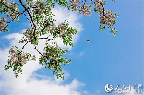 廣西十萬大山|攀登十萬大山，廣西，中國